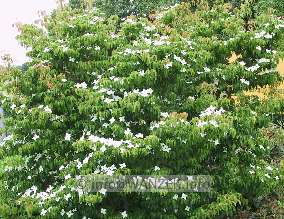 Cornus kousa chinensis - Sol 03.jpg